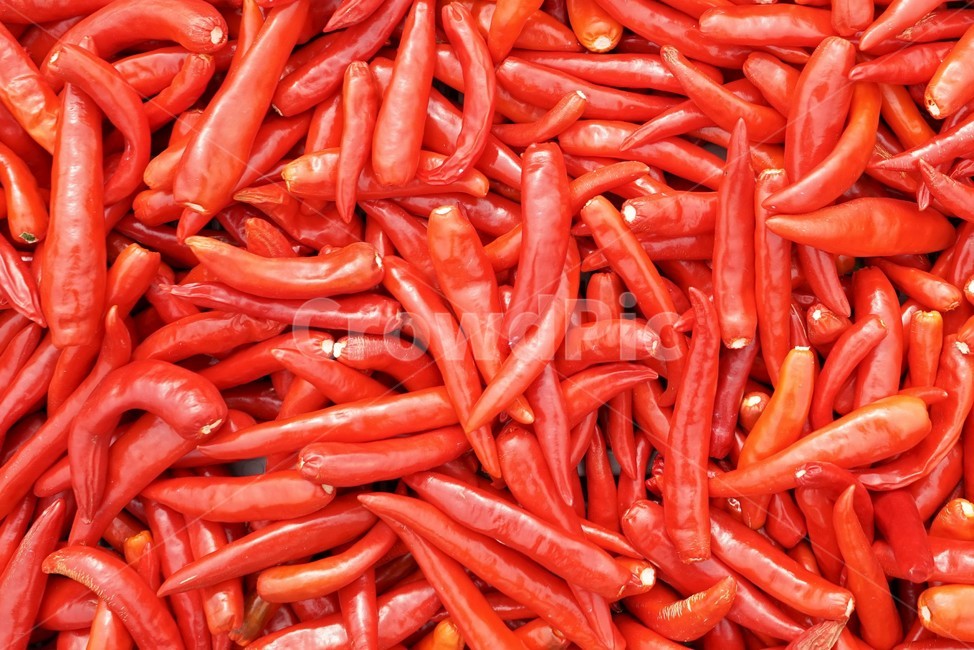 pepper,seasoning,chili,red pepper,Spicy,Agricultural products,hotpepper,vegetable,Kimchi seasoning,seasoning ingredients,red,harvesting,farming,Food Ingredients,ingredients,drying peppers,Kimchi Ingredients,greens,dry,chilipepper,vitamin,sunflower,dried p