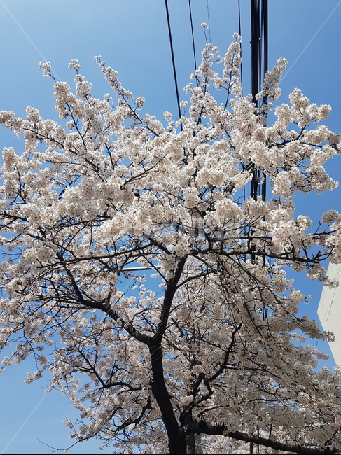 벚꽃,봄,꽃,나무,꽃놀이,벚꽃나무,서울,하늘,배경,풍경,겹벚꽃,만개,4월,낮,맑음