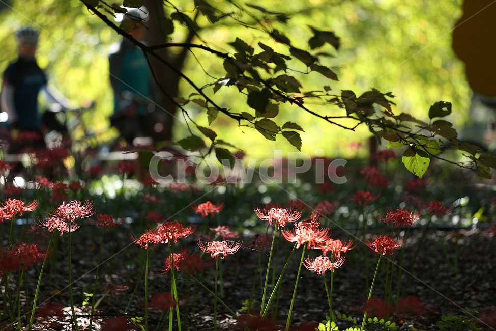 꽃무릇,분당중앙공원,공원,redspider,park,flower,red,꽃,식물,자연,plants,nature,꽃,flower