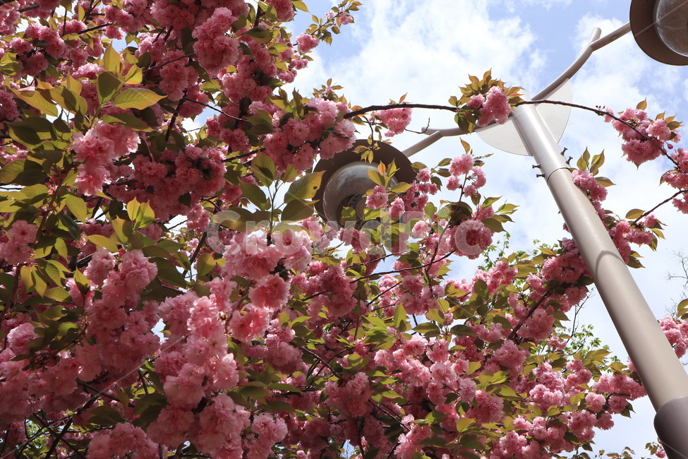 겹벚꽃,꽃,벚꽃,분홍색,봄,자연,식물,spring,flower