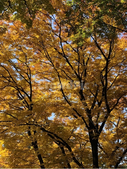 나무,tree,나무줄기,plant,식물,treetrunk,자연,단풍