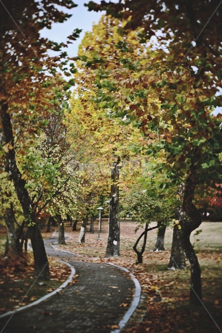 가을,산책로,단풍,나무,공원,trail,maple,park,fall,가을,계절,fall,autumn,season,tree,plant,식물,tree trunk,나무 줄기