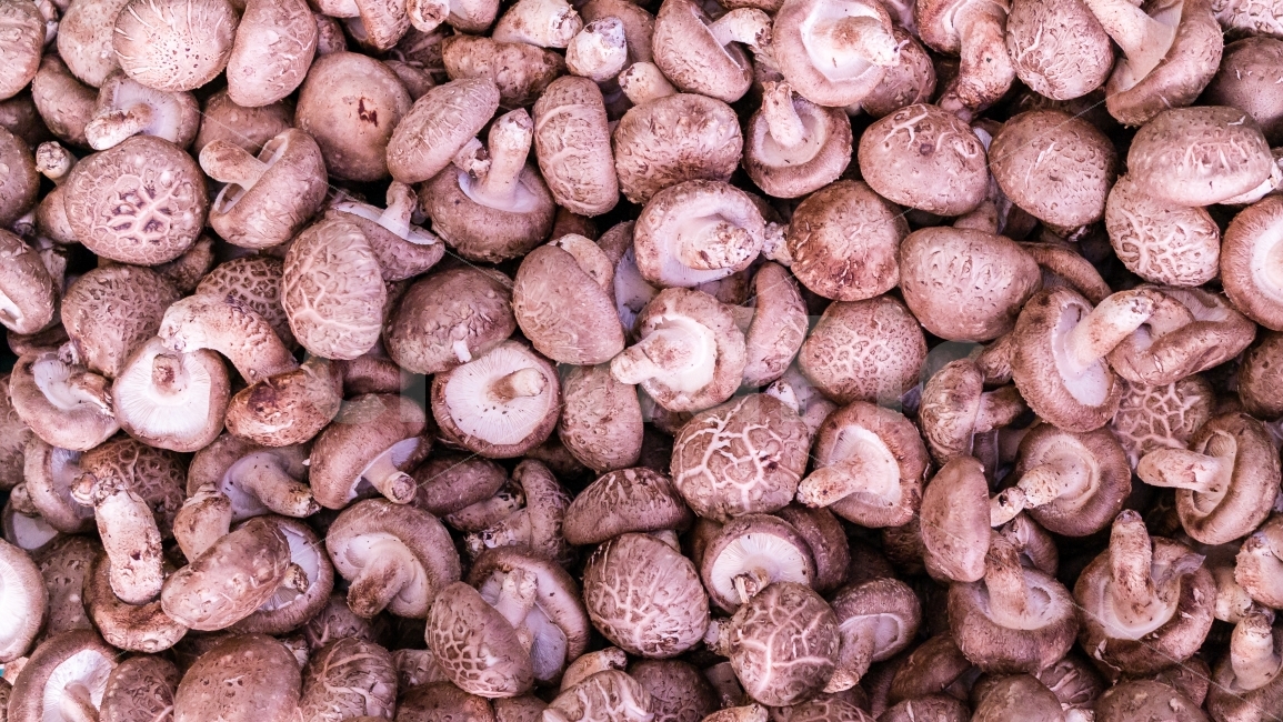 버섯,반복,식품,음식,식재료,재료,식자재,브라운,갈색,패턴,버섯,mushroom,음식,식재료,요리,food,cook,meal,dishes,food reserves