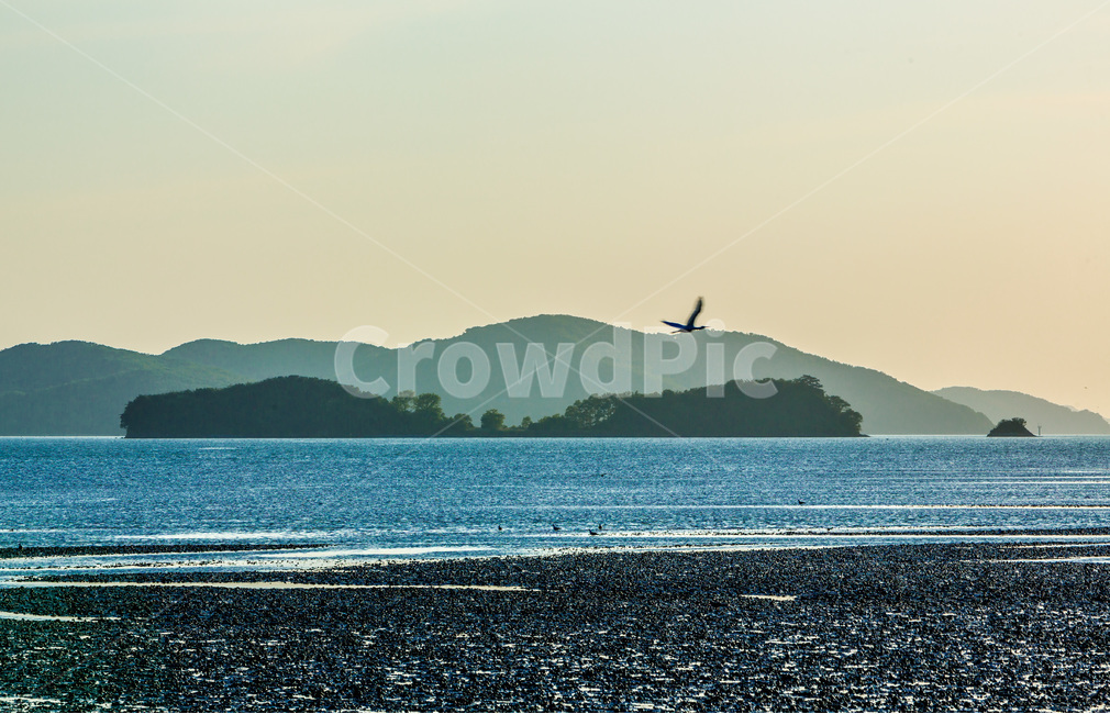 영종도,자연,풍경,갯벌,철새,낙조,석양,질감,감성,자연,풍경,nature,landscape,한국자연풍경,한국자연경관,korea nature landscape,동물,animal,조류,새,birds,outdoors,옥외,land,땅,sea,바다,ocean,대양,water,물,shoreline,해안선,coast,연안