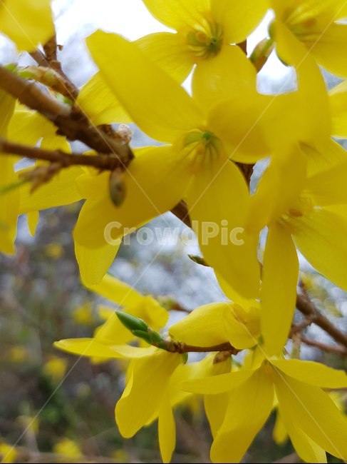 봄,개나리,노랑,생기,꽃잎,봉우리,spring,yellow,forsythia,vernally,봄,계절,spring,season,식물,자연,plants,nature,꽃,flower,plant,blossom,petal