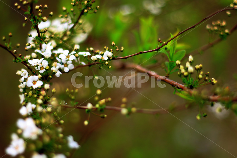 봄,꽃,꽃구경,감성사진,식물,봄,계절,spring,season,식물,자연,plants,nature,꽃,flower,plant