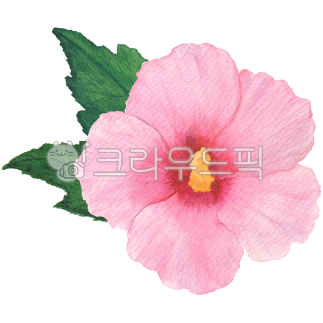 무궁화,무궁화꽃,꽃,꽃잎,히비스커스,무궁화그림,무궁화일러스트,꽃그림,꽃일러스트,일러스트,수채화,국경일,삼일절,현충일,개천절,광복절,플로랄,플로랄디자인,보태니컬,mugunghwa,flower,petal,floral,floraldesign,hibiscus,botanical,flowerdrawing,flowerillustration,illustration,watercolor