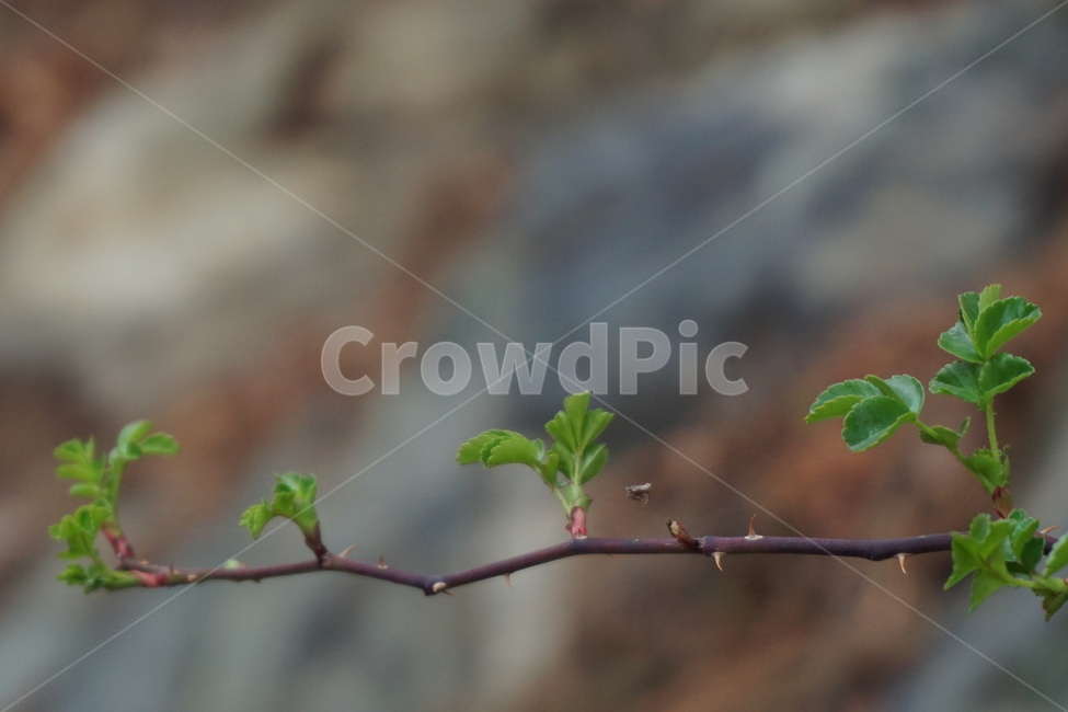 봄,4월,찔레꽃나무,초록색,나뭇가지,연한잎,녹색,새순,식물,자연,plants,nature