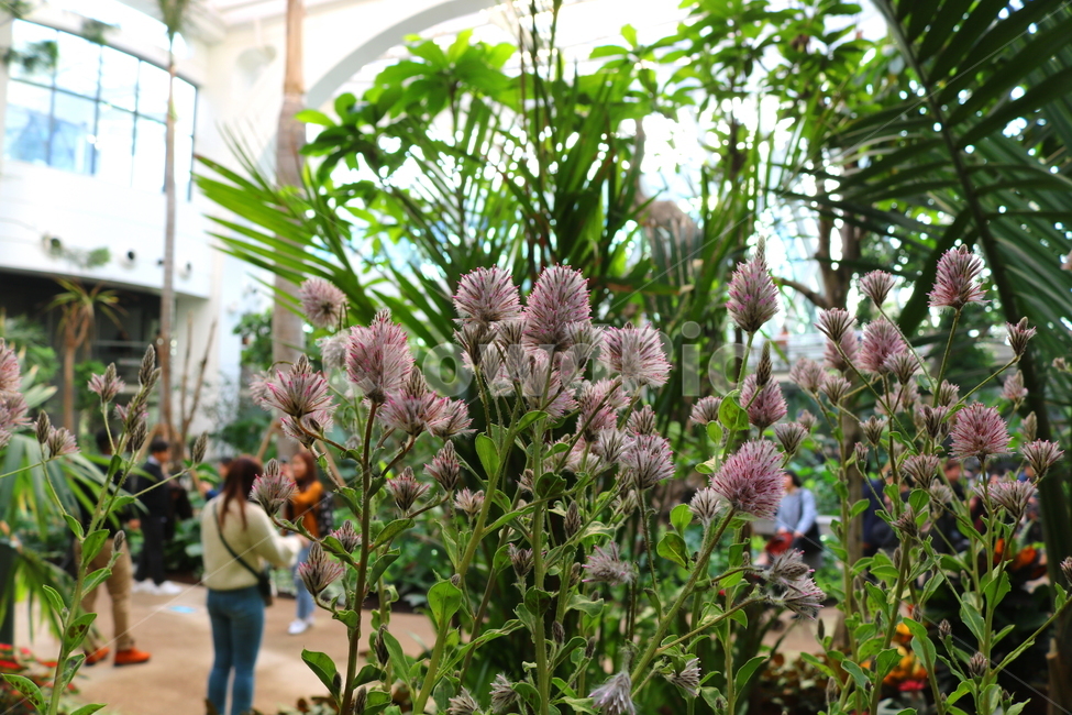 프틸로투스,꽃,프틸로투스꽃,식물,자연,비름과,식물원,식물,자연,plants,nature,꽃,flower