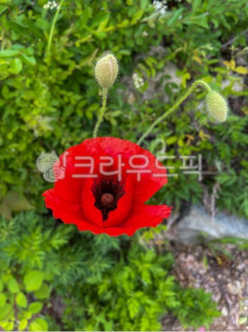 poppy,red,poppyflowers,flower,gardening,closeup,poppies,color,red,red flower,petal,garden,plant,closeup,red