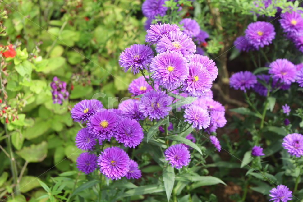 plant,식물,blossom,flower,꽃,asteraceae,국화과,보라꽃,우선국,아스터,야생화,감성사진,식물,자연,plants,nature,꽃,flower