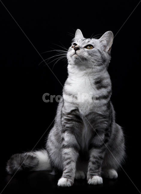 고양이,검은배경,앉아있는,아메리칸숏헤어,앞모습,귀여운,배경지,색,백그라운드,주시하는,앙증맞은,흰색,반점,클로즈업,캣,배경,쳐다보는,바라보는,편안한,모습,예쁜,큐트,바닥,실내,컬러,색감,색채,색깔,한마리,코,호랑이무늬,무늬,문양,줄무늬,회색,우아한,자태,여백,멋진,포즈,동물,검정색,검은색,어두운,애견묘,동물,animal,포유류,mammal,고양이,cat,kitten,kitty,흑백,모노톤,monochrome,black and white,누끼,remove background