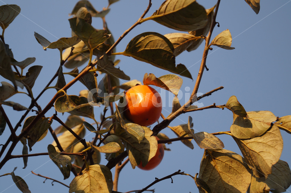 감,홍시,열매,나무,감나무,가을,fall,autumn,과일,나뭇잎,persimmon,배경,자연,nature,백그라운드,식물,자연,plants,nature,나무,trees,wood,과일,열매,fruit