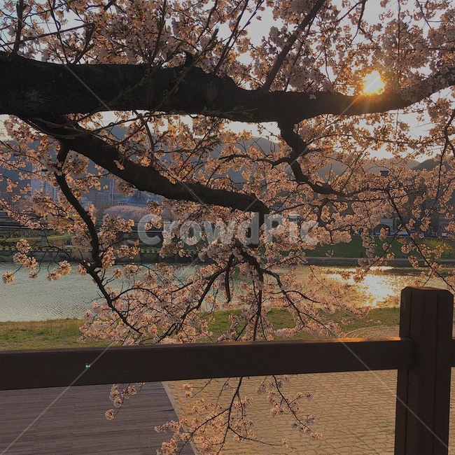 꽃,벚꽃,봄,cherryblossom,spring
