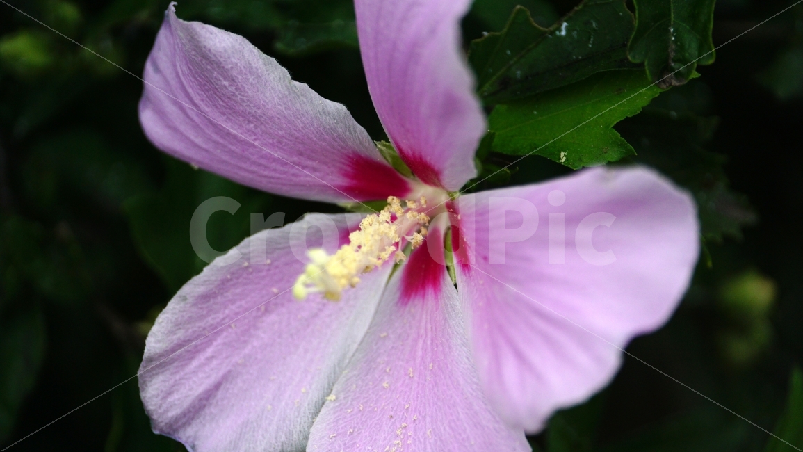 무궁화,꽃,식물,플라워,자연,flower,nature,여름,7월,summer,국화,한국,korea,풍경,landscape,꽃사진,plants,식물,자연,plants,nature,꽃,flower