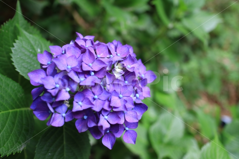 수국,hydrangea,꽃,flower,자연,nature,식물,plant,보라색,purple,식물,자연,plants,nature,꽃,flower