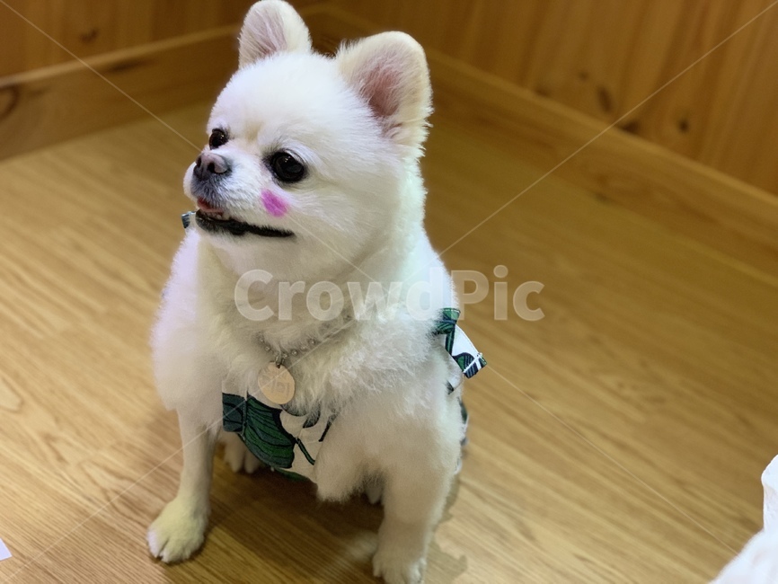 강아지,dog,포메리니안,포메,반려견,개,귀여운강아지,볼터치,강아지볼터치,pomeranian,동물,animal,포유류,mammal,개,강아지,dog,doggy