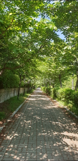 몽마르뜨공원,녹음,여름,나무,그림자,자연,풍경,nature,landscape,outdoors,옥외,garden,정원,arbour,정자,path,통로