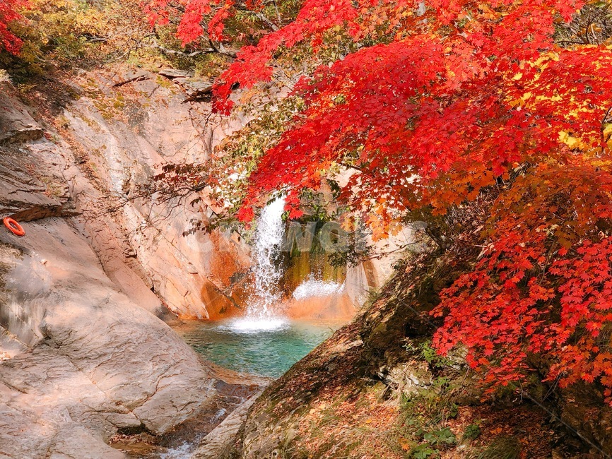 maple,단풍,폭포,falls,mountain,가을,계절,fall,autumn,season,leaf,잎,plant,식물,tree,나무