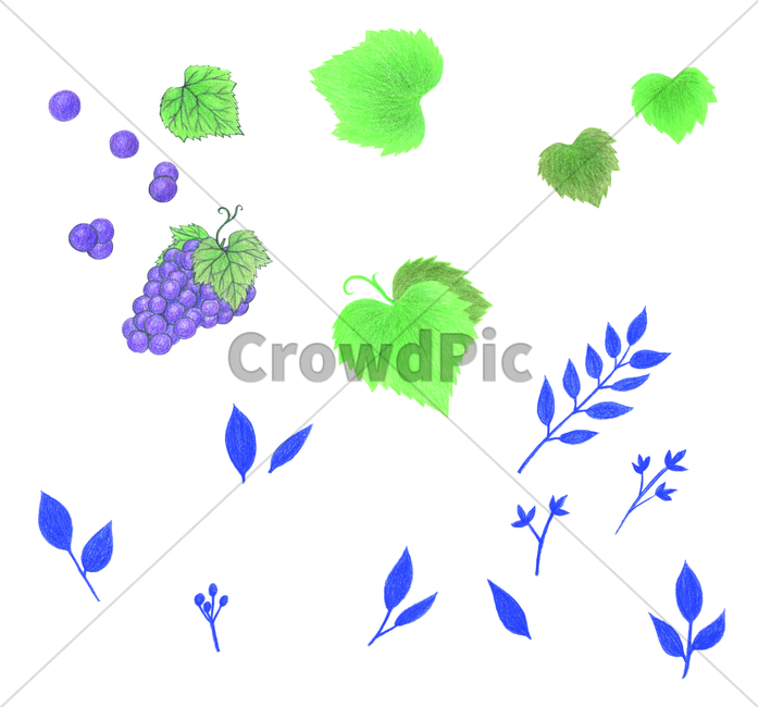 handdrawing,painting,foliage,손그림,포도,grape,색연필,coloredpencil,plant,식물,leaf,잎,과일,fruit,그래픽,일러스트레이션,graphic,illustration