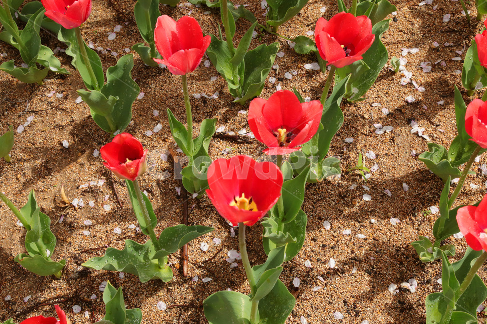 튤립,꽃밭,봄,tulip,꽃,flower,식물,plant,빨강,red