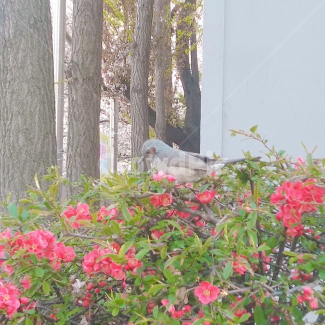새,자연,bird,nature,나무