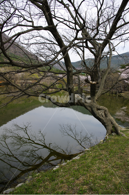 나무,봄,호수,반영,풍경,식물,봄,계절,spring,season,식물,자연,plants,nature,나무,trees,wood,tree,plant,tree trunk,나무 줄기