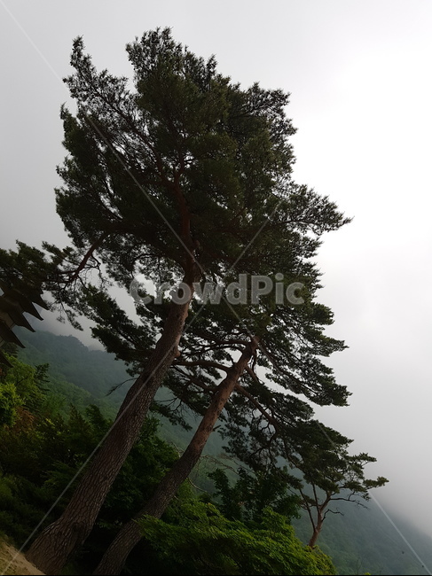 설악산,자연,풍경,나무,안개자욱,안개,설악산안개,숲,숲속안개