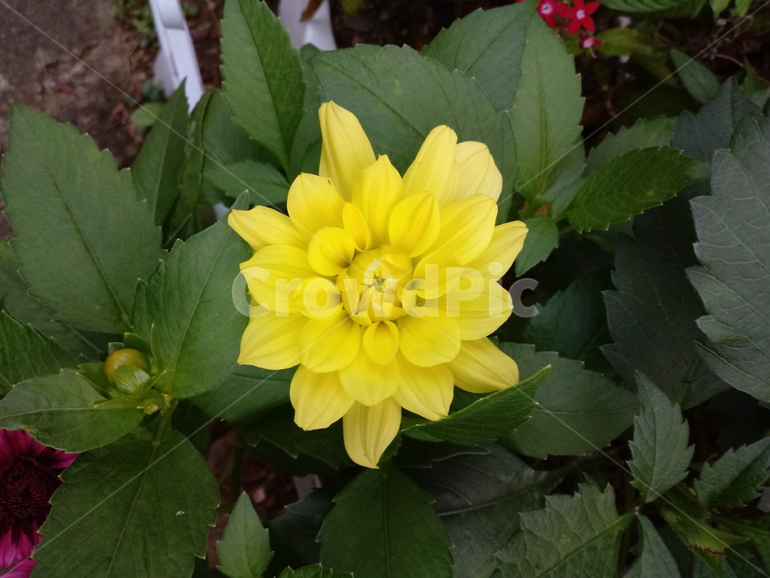꽃,식물,꽃잎,plant,flower,blossom,다알리아,노란색꽃,식물,자연,plants,nature,꽃,flower