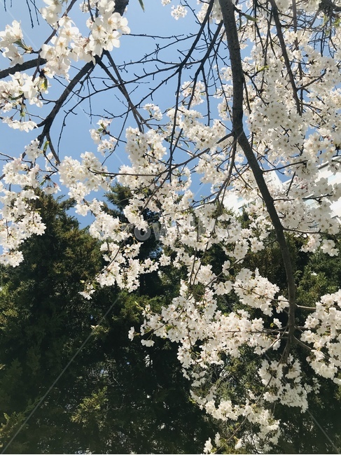벚꽃,cherryblossom,blossom,꽃,flower,식물,plant