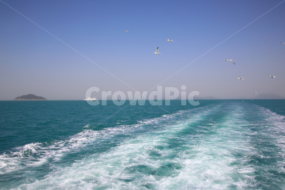 파도,자연,풍경,갈매기,바닷가,자연,풍경,nature,landscape,동물,animal,조류,새,birds,water,물,sea,바다,ocean,대양,outdoors,옥외,leisure activities,레저 활동,adventure,모험,bird