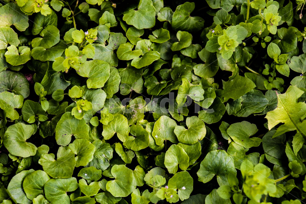 자연,nature,배경,패턴,잎,꽃,flowers,식물,꽃나무,geranium,flower,제라늄,plant,나무,tree,봄,여름,spring,weather,풍경