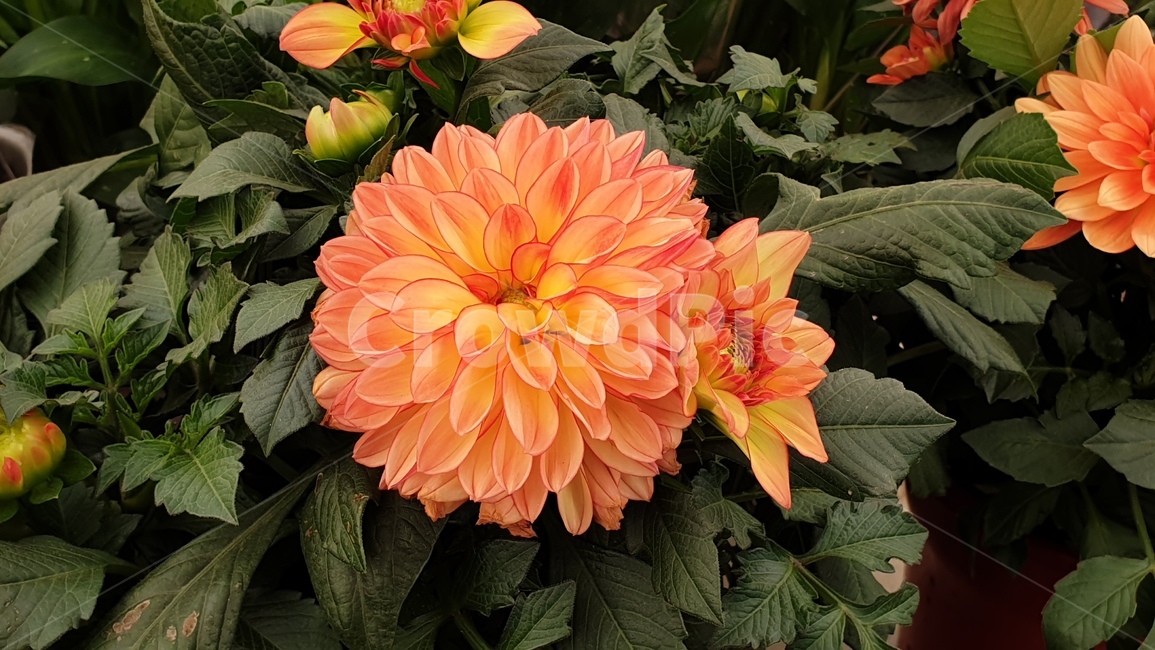 다알리아,꽃,flower,dahlia,봄,spring,plant,식물,주황색,우아한,배경,계절,예쁜,봄꽃,바탕,식물,자연,plants,nature,꽃,flower