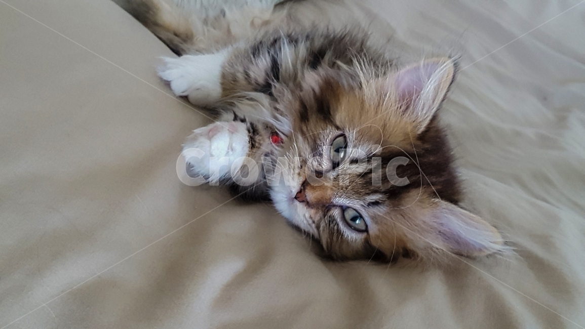 고양이,cat,동물,animal,야옹이,pet,포유류,애완동물,반려동물,유기묘,길냥이,kitten,아기고양이,코숏,코리안숏헤어,캣대디,캣맘,햇살,아침,반려묘,morning,sunshine,휴식,힐링,res,trelaxation,healing,mammal,kitty,동물,animal,포유류,mammal,고양이,cat,kitten,kitty