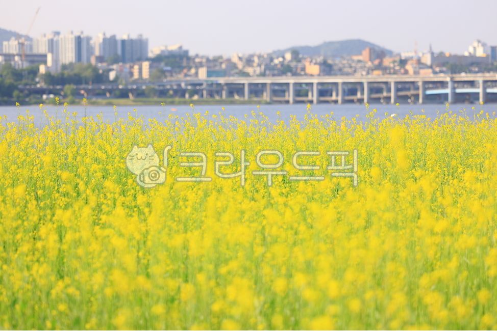 rapeseed flowers,Seorae Textile Vegetable Garden,field,nature,yellow flower,rape flower,flower