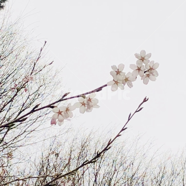 벚꽃,꽃,봄,집앞,flower,벚꽃놀이