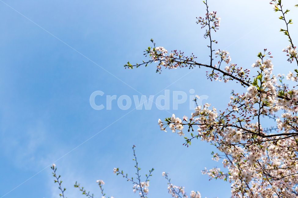 봄,꽃,벚꽃,벚꽃하늘,제주,제주도,봄,계절,spring,season,식물,자연,plants,nature,꽃,flower,plant,blossom