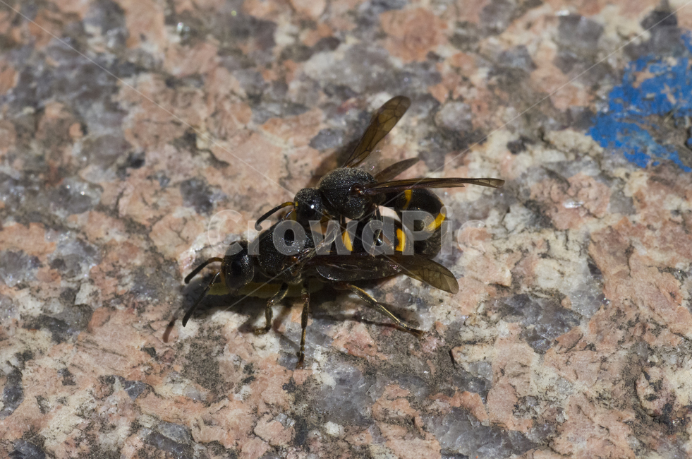 황테감탕벌,벌,교미,짝짓기,곤충,가을곤충,여름곤충,곤충,벌레,insect,bug