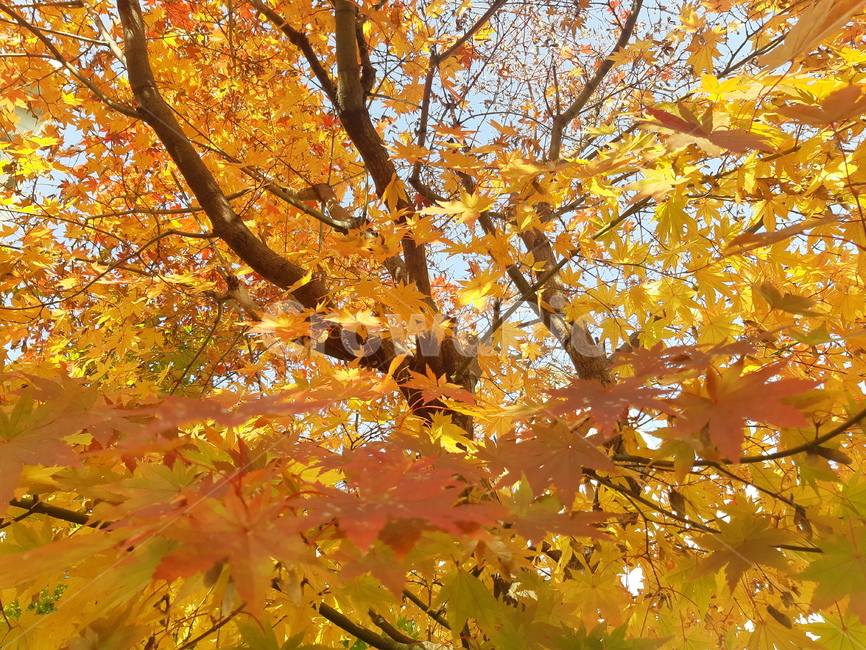 maple,leaf,가을단풍,단풍,가을풍경,가을,계절,fall,autumn,season,식물,자연,plants,nature,나무,trees,wood