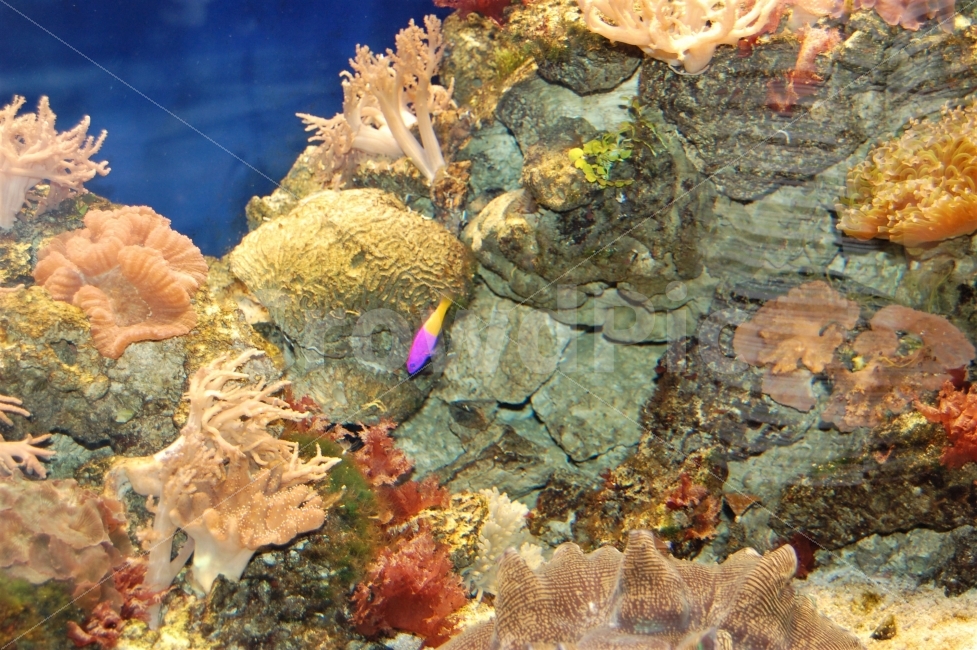 아쿠아리움,수족관,물고기,산호,해양,바다,sea,aquarium,fish,한국,korea,동물,animal,어류,물고기,fish