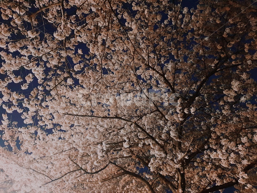 봄,벚꽃,공원,나들이,그리고봄,봄,계절,spring,season,plant,식물,blossom,꽃,flower
