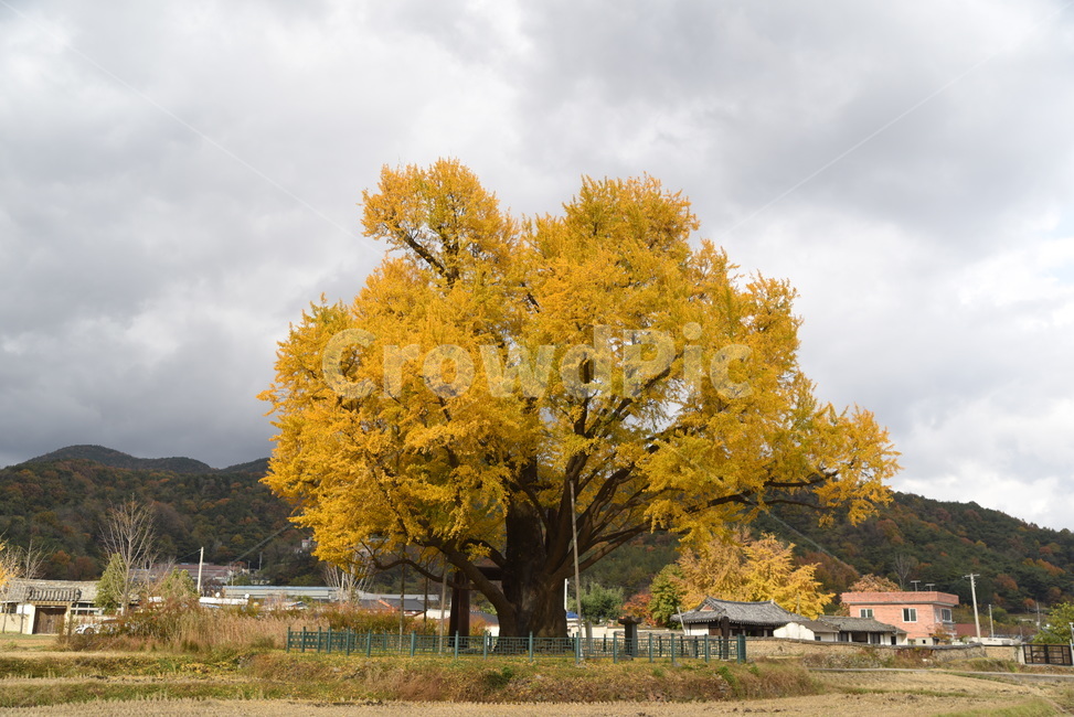 노거수,은행나무,구량리,tree,나무,plant,식물,보호수,울산,가을,계절,fall,autumn,season,식물,자연,plants,nature,나무,trees,wood