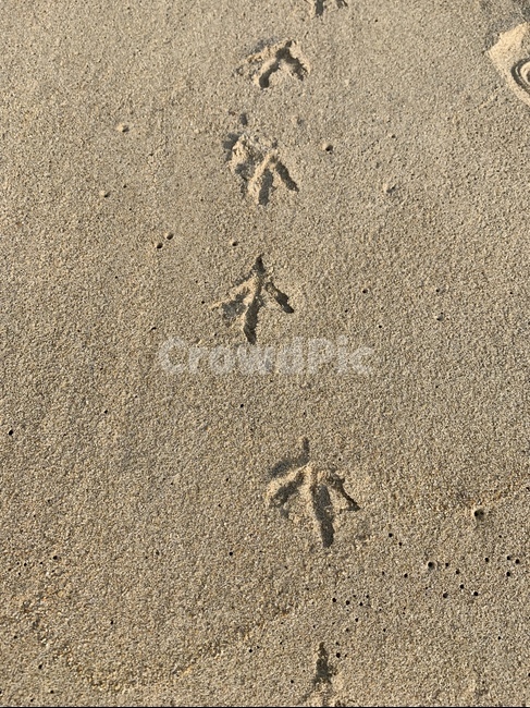 바다,모래,새,새발자국,모래새발자국,갈매기발자국,비둘기발자국