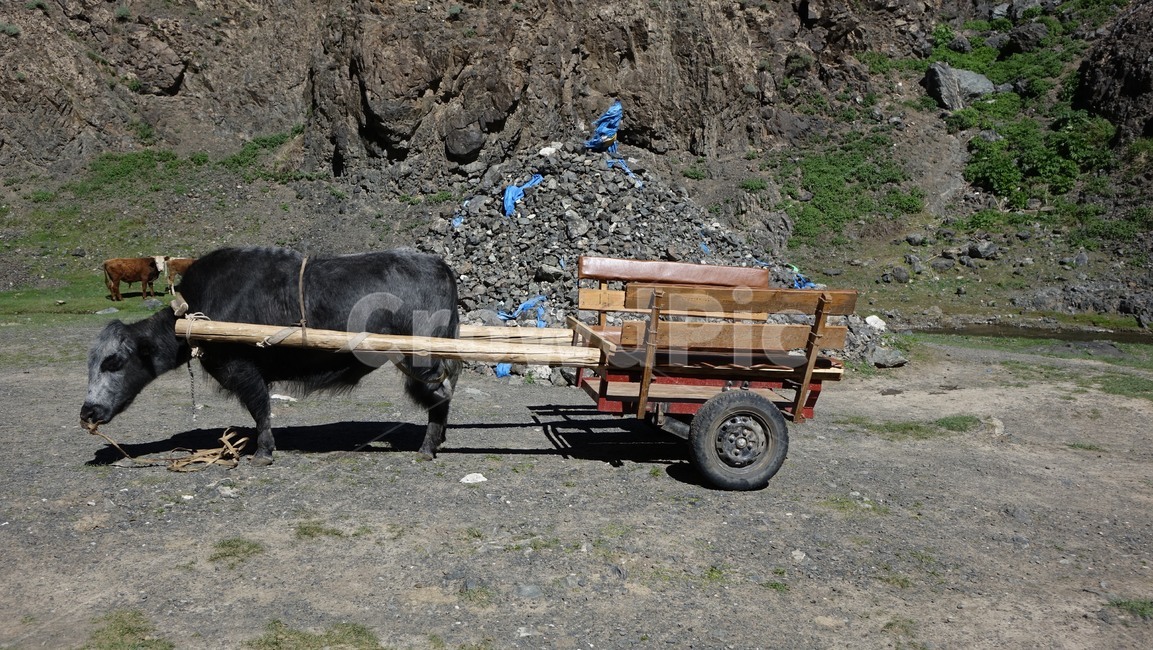 animal,동물,cow,소,cattle,가축,mammal,포유류,bull,황소,우마차,마차