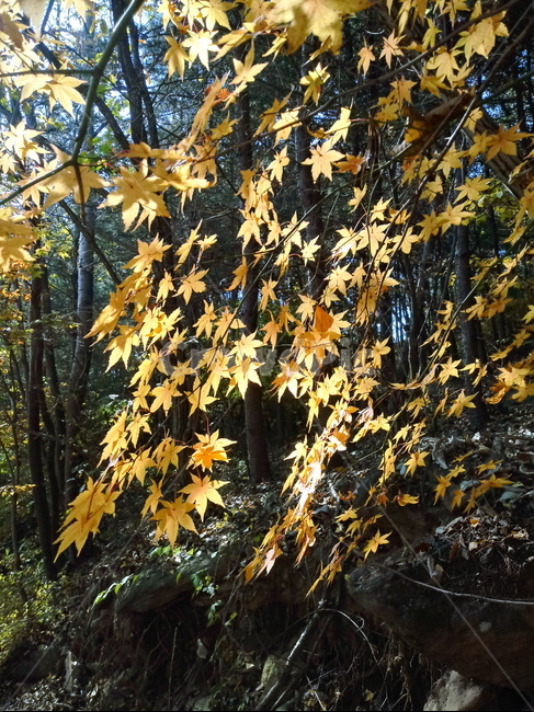 낙엽,단풍,落葉,leaves,나뭇잎,단풍나무,식물,maple,낙엽활엽관목,잎,계절,가을,자연,풍경,outdoors,옥외,fallautumnseason,naturelandscape,풍경사진,가을,계절,fall,autumn,season,plant,leaf,tree,나무