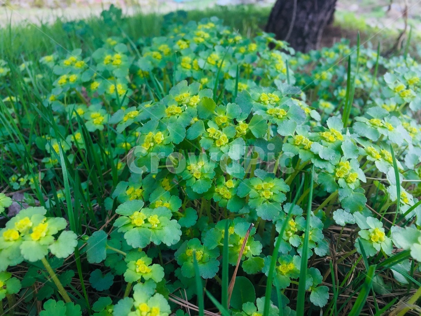 풀,꽃,식물,풀잎,녹색,봄,싱그러움,식물,자연,plants,nature