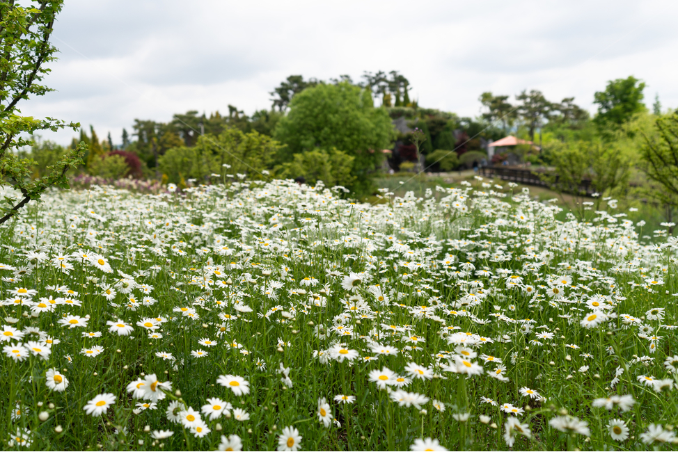꽃밭,꽃,flower,초록,하얀꽃,나무,하늘,tree,cloud,sky,구름,식물,자연,plants,nature,꽃,flower