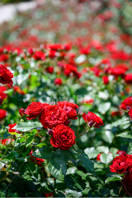 장미,장미숲,장미공원,장미축제,빨간장미,덩쿨장미,장미송이,식물,자연,plants,nature,꽃,flower
