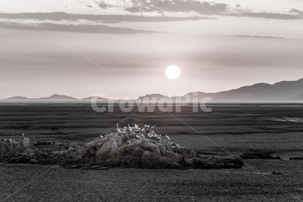 영종도,낙조,철새,환경,석양,하늘,문양,무늬,갯벌,자연,풍경,nature,landscape,한국자연풍경,한국자연경관,korea nature landscape,동물,animal,조류,새,birds,흑백,모노톤,monochrome,black and white