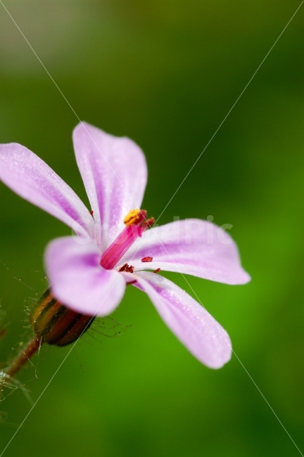 식물,꽃,녹색,분홍,한송이,식물,자연,plants,nature,꽃,flower